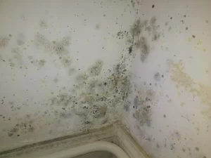 Moisissure, champignons sur les murs