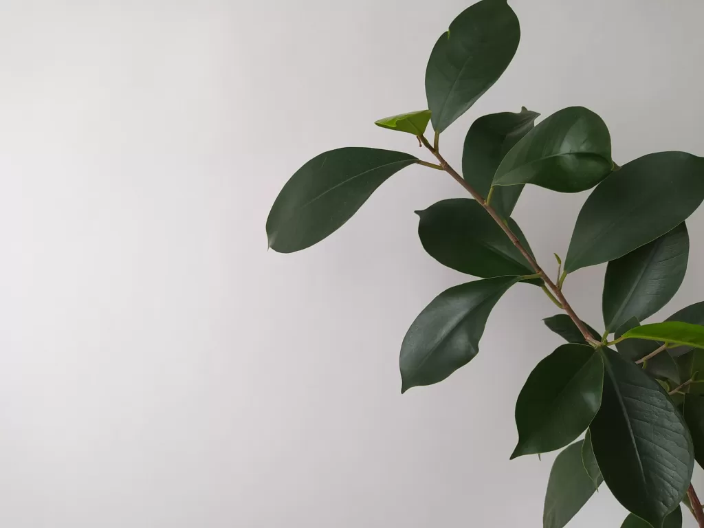 Ficus qui a le pouvoir d'absorber l'humidité chez soi